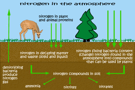 Where is nitrogen found throughout nature?