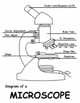 Under the microscope worksheet